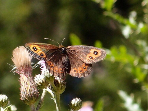 Sommer 2012

Aufnameort: Lizlalm/Ramsau
Kamera: Olympus XZ-1