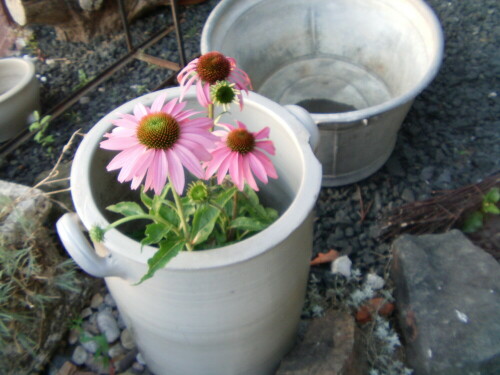 purpur-sonnenhut-echinacea-purpurea-moench-8857.jpeg