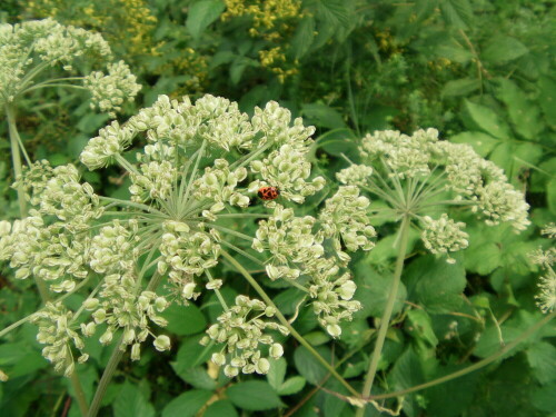 Eine von der Färbung her auffällige Wanze - gelegentlich im Sommer auch auf Doldenblütlern anzutreffen.
http://de.wikipedia.org/wiki/Zierliche_Gem%C3%BCsewanze


Aufnameort: Eiershausen Schwarzbachtal
Kamera: Medion digitaler Full-HD-Camcorder mit Touchscreen