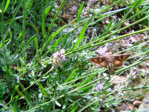 Ein graubrauner Falter, der mit Hilfe seiner Flügelzeichnung ggf. leicht bestimmbar ist.
http://de.wikipedia.org/wiki/Gammaeule

Aufnameort: Eiershausen Garten
Kamera: Medion digitaler Full-HD-Camcorder mit Touchscreen