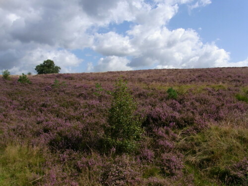 

Aufnameort: Lüneburger Heide (Wesel)
Kamera: Ricoh 4