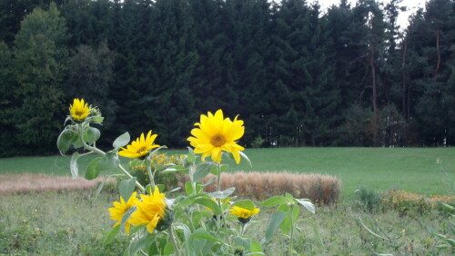 

Aufnameort: Fichtelberg-Neubau.
