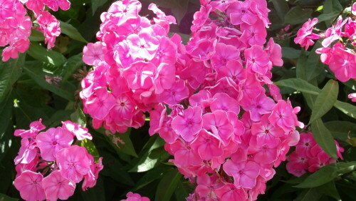 phlox-am-gartenzaun-7502.jpeg