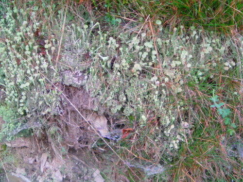 trompetenflechte-cladonia-fimbriata-fr-8847.jpeg