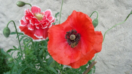 an der Gartenmauer

Aufnameort: Fichtelberg in meinem Garten.
