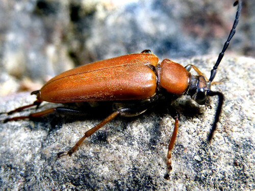 rothalsbock-leptura-rubra-weibchen-11343.jpeg