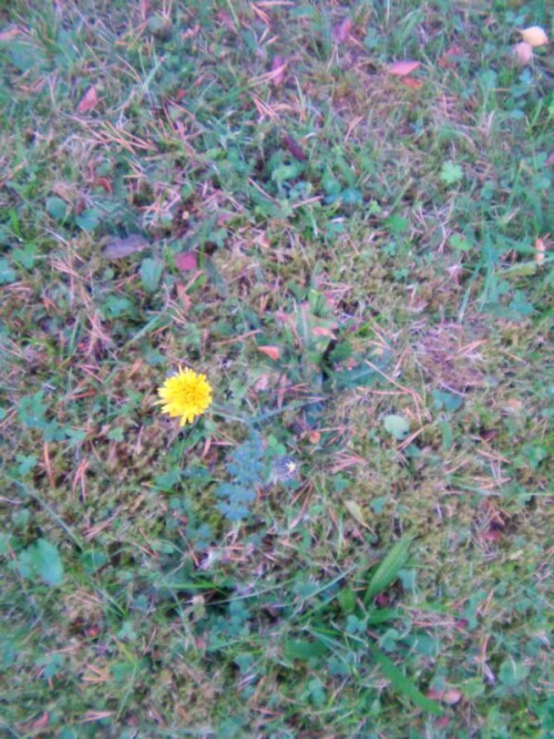 Ein herbstlicher Verwandter des Löwenzahns auf einer Wiese

Aufnameort: Eiershausen(in der Nähe des Friedhofes)
Kamera: Medion digitaler Full-HD-Camcorder mit Touchscreen