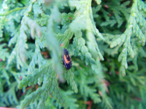 larve-des-marienkafers-coccinellidae-8879.jpeg