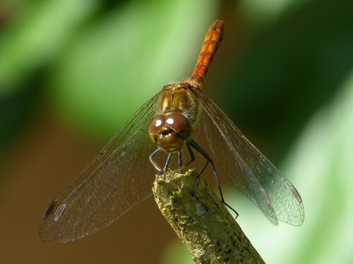 heidelibelle-sympetrum-sp-7557.jpeg