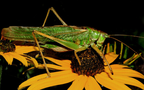 grunes-heupferd-tettigonia-viridissima-mannchen-11281.jpeg