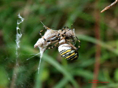 Zebraspinne beim tödlichen Biss an einer gefangenen Heuschrecke

Aufnameort: Aspwald (Rapperswil-Jona, Schweiz)
Kamera: Canon D400