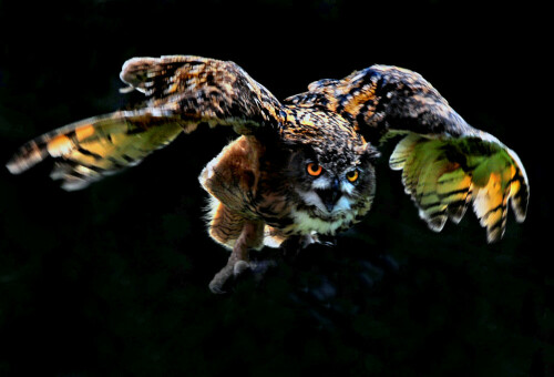 Uhu im Startflug.

Aufnameort: Pfänder (Bregenzer Wald)
Kamera: Nikon D600