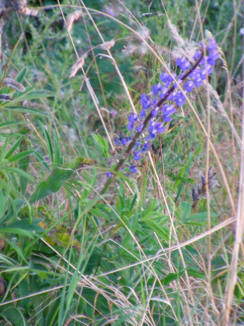 Lupinen können als Zierpflanzen auch an Wald-, Straßen- wie Wegrändern aufwachsen und gedeihen.
http://de.wikipedia.org/wiki/Blaue_Lupine

Aufnameort: Simmersbach - Straßenrandböschung
Kamera: Medion digitaler Full-HD-Camcorder mit Touchscreen