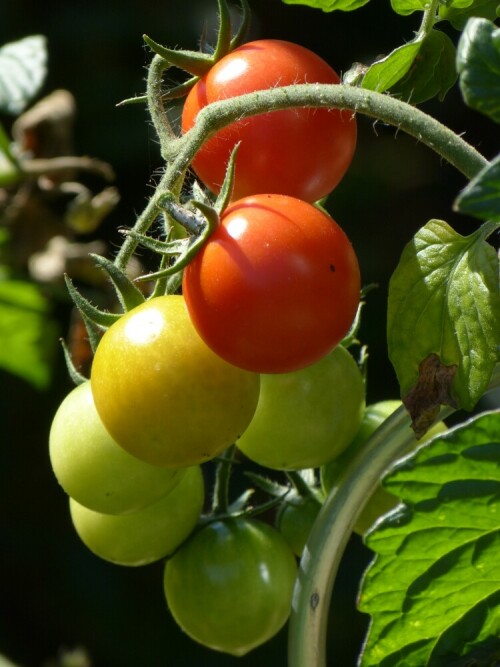 tomatenzeit-7558.jpeg