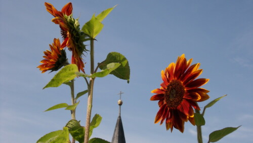 

Aufnameort: Fichtelberg in meinem Garten.
