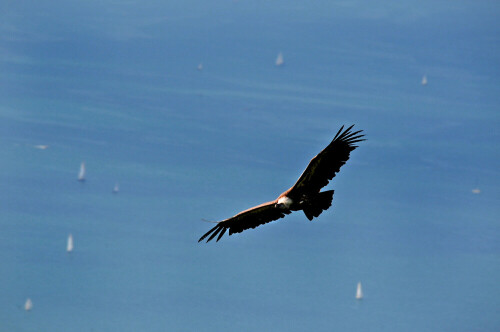 Gänsegeier über dem Bodensee gleitend.

Aufnameort: Pfänder (Bregenzer Wald)
Kamera: Nikon D600