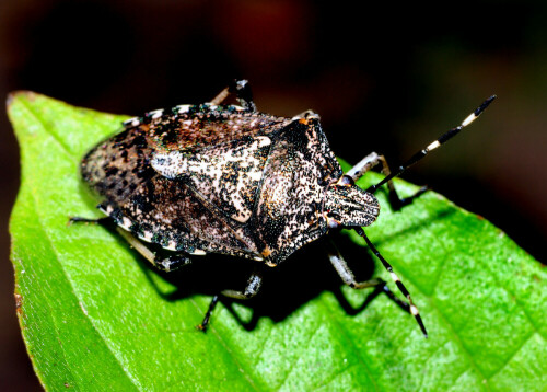 Großaufnahme der Schildwanzenart Rhaphigaster nebulosa auf einem Hartriegelblatt.

Aufnameort: Eigener Garten in Weidenbach (Mittelfranken)
Kamera: Nikon D600