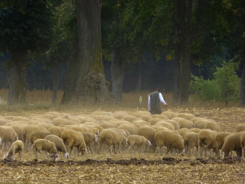 

Aufnameort: Triesdorf
Kamera: Panasonic Lumix FZ150