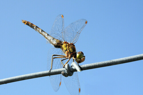 gemeine-heidelibelle-sympetrum-vulgatum-weibchen-11288.jpeg