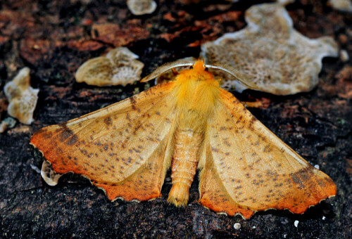 Großaufnahme des männlichen Herbstspanners Ennomos autumnarius.

Aufnameort: Erlauftal in Niederösterreich.
Kamera: Nikon D600