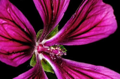 Innenansicht einer Malvenblüte (Malva sylvestris)

Aufnameort: Eigener Garten in Weidenbach (Mittelfranken)
Kamera: Nikon D600