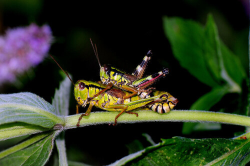 Ein Pärchen der bunten Alpenschrecke Miramella alpina.

Aufnameort: Voralpen Niederösterreichs.
Kamera: Nikon D600