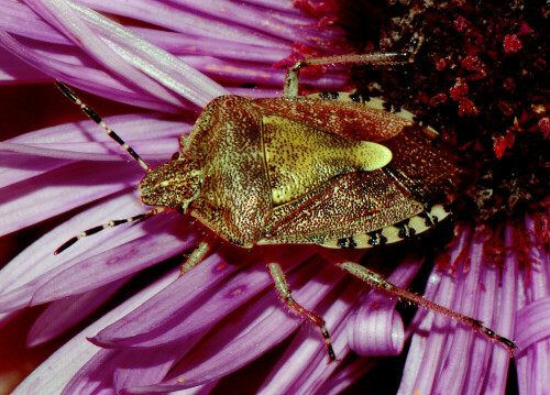 Großaufnahme einer Beerenwanze auf einem Aster-Blütenkopf.

Aufnameort: Eigener Garten in Weidenbach (Mittelfranken)
Kamera: Nikon D600