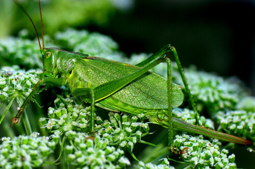 zwitscherheupferd-tettigonia-cantans-weibchen-11289.jpeg