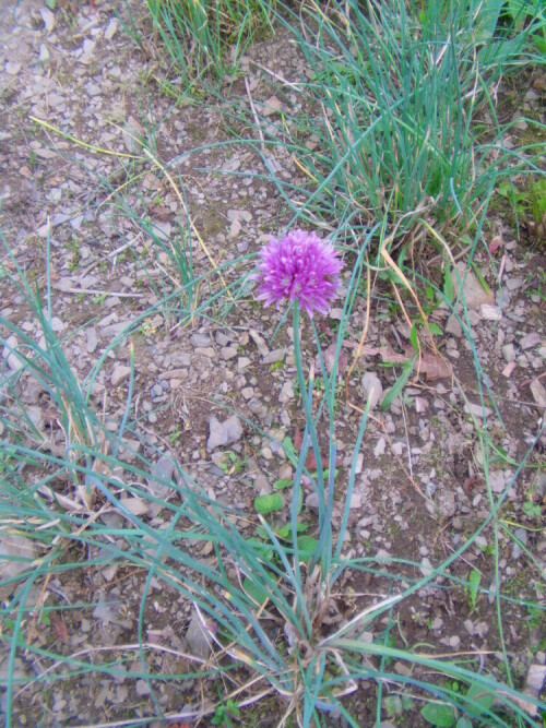 schnittlauch-allium-schoenoprasum-l-blute-9630.jpeg