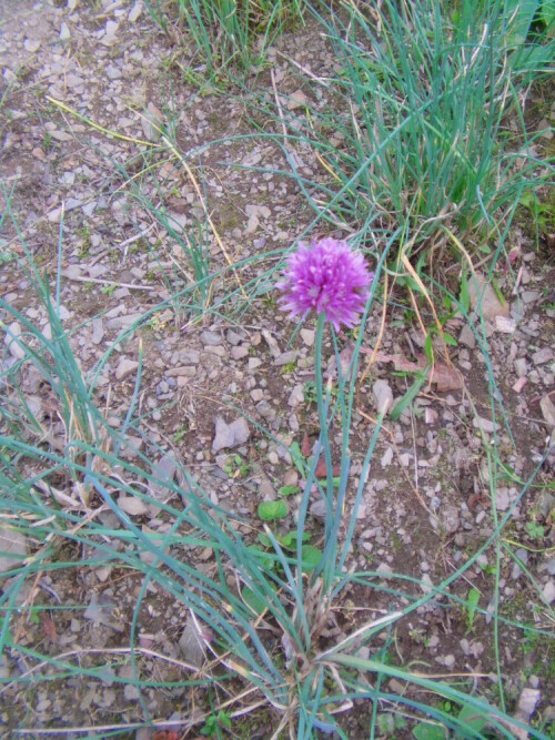 schnittlauch-in-blute-allium-schoenoprasum-l-8904.jpeg