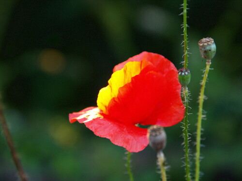 mohn-im-abendlicht-21632.jpeg