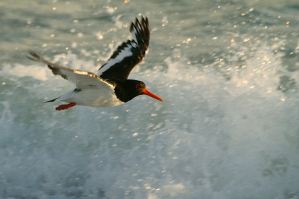 

Aufnameort: d helgoland
