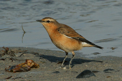 steinschmatzer-zugvogel-aus-gronland-7778.jpeg