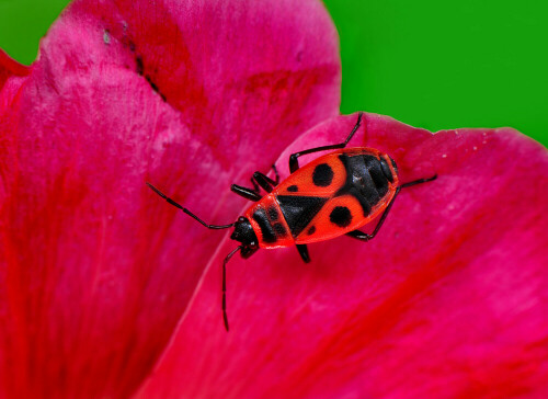 Eine Feuerwanze auf rotem Untergrund.

Aufnameort: Eigener Garten in Weidenbach (Mittelfranken)
Kamera: Nikon D600