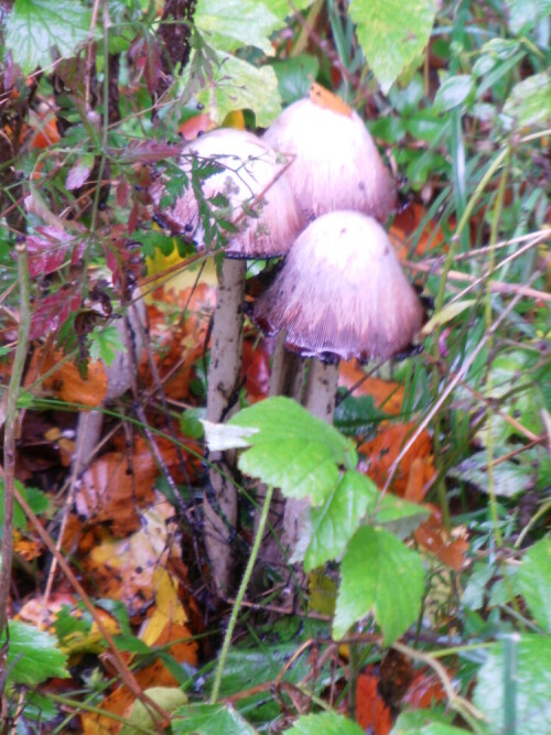 Ein Tintling, der als Pilz durchaus im Herbst am Waldboden auffallen kann.
http://de.wikipedia.org/wiki/Schopf-Tintling

Aufnameort: Eiershausen Hirschbergwald
Kamera: Medion digitaler Full-HD-Camcorder mit Touchscreen