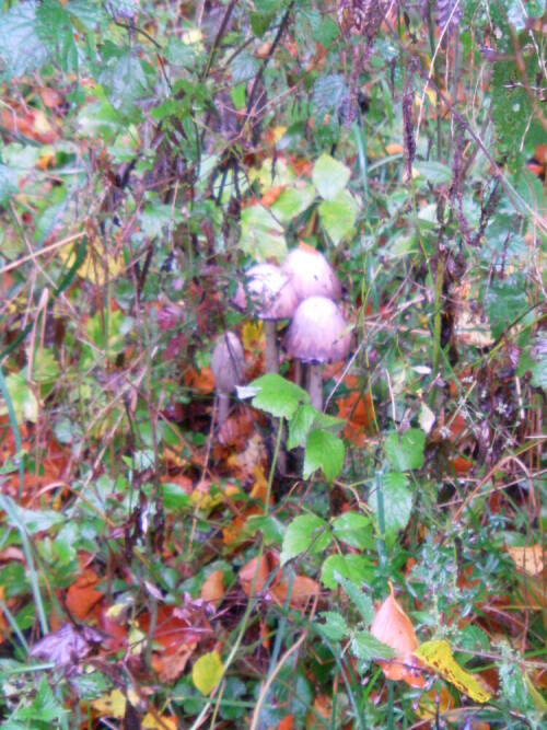 Eine der Pilze, die im Herbst aus dem Waldboden wachsen und leicht erkenntlich sind.
http://de.wikipedia.org/wiki/Schopftintling

Aufnameort: Eiershausen Waldweg am Hirschberg
Kamera: Medion digitaler Full-HD-Camcorder mit Touchscreen