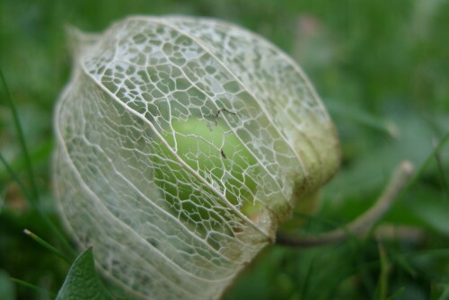 physalis-16429.jpeg