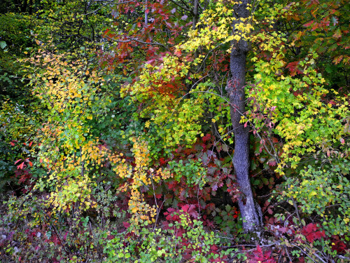 Herbstlich verfärbter vielfältiger Waldrand.

Aufnameort: Weidenbach (Mittelfranken)
Kamera: Nikon D300