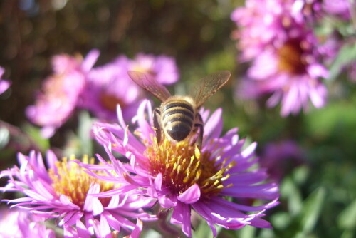 bienchen-beim-sammel-16428.jpeg