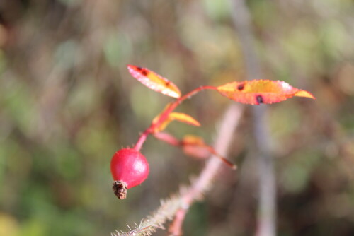 

Aufnameort: Marburg, Vorgarten An der Zahlbach 19, 20.10.2012
Kamera: Canon EOS 600D, 1/80; 5,0; 40,0mm;