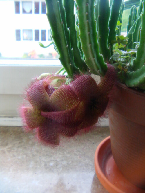 aasblume-stapelia-l-8928.jpeg