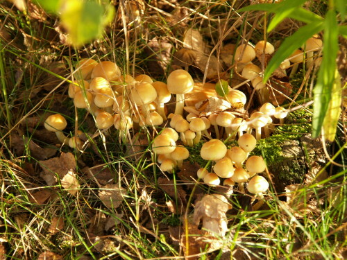 Pilze gehören zu einer herbstlichen Landschaft

Aufnameort: Ramstein-Miesenbach
Kamera: Nikon Coolpix P7800