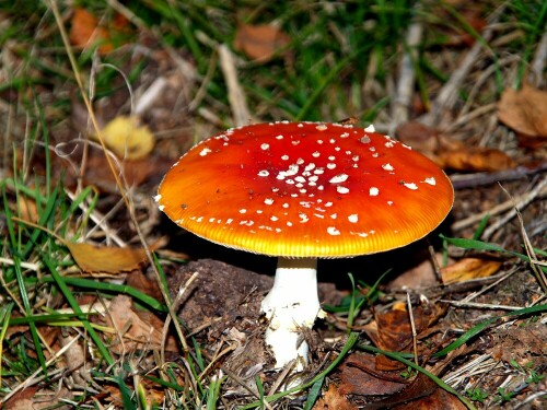 Fliegenpilz... ein Augenschmaus im Herbstwald

Aufnameort: Ramstein-Miesenbach
Kamera: Olympus E 500