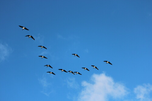 flugschau-der-nonnenganse-branta-leucopsis-ii-9465.jpeg