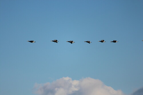 flugschau-der-nonnenganse-branta-leucopsis-iii-9466.jpeg