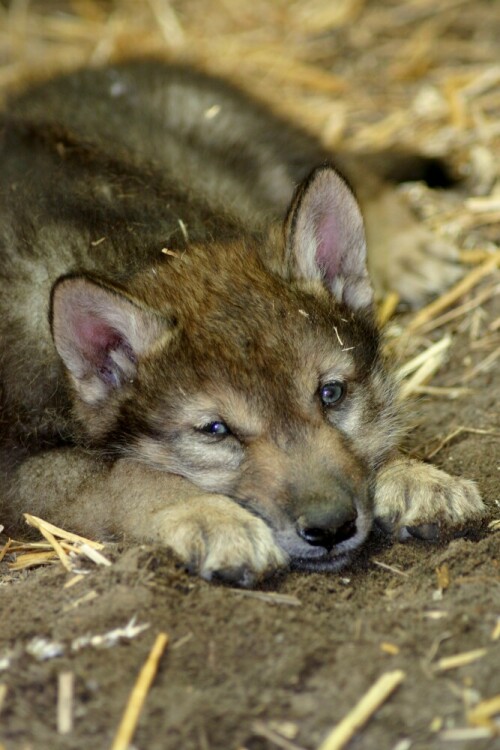 Kleiner Wolf ruht sich aus

Aufnameort: Gross Schönebeck
