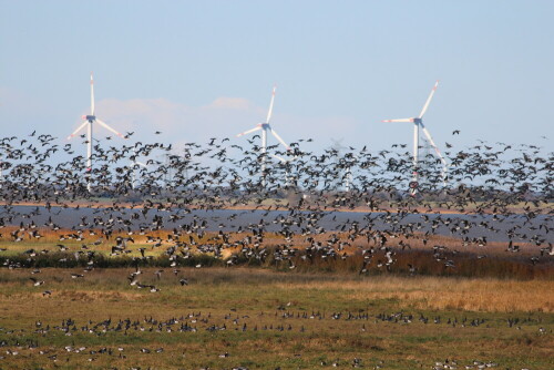 massenstart-der-nonnenganse-branta-leucopsis-9468.jpeg