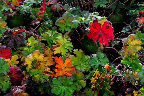 Herbstlich verfärbte Storchschnabelblätter.

Aufnameort: Eigener Garten in Weidenbach (Mittelfranken)
Kamera: Nikon D300