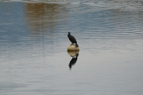 Kormoran bei Trocknen des Gefieders auf dem Lac de Pierre
Percee in den Vogesen




Aufnameort: Lach de Pierre Percée
Kamera: Lumix FZ 48