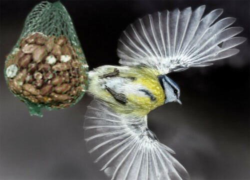 Blaumeise beim Abflug nach ausgiebiger Mahlzeit (vom Nussbeutel).

Aufnameort: Deutschland
Kamera: Canon,EOS 5D MII